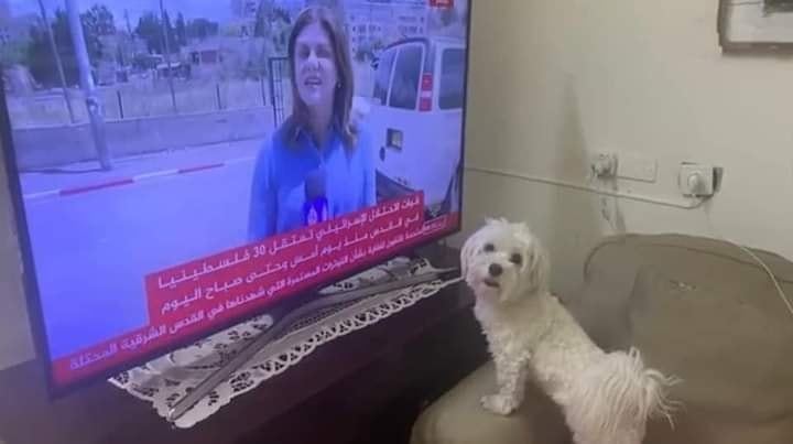 بالفيديو : 